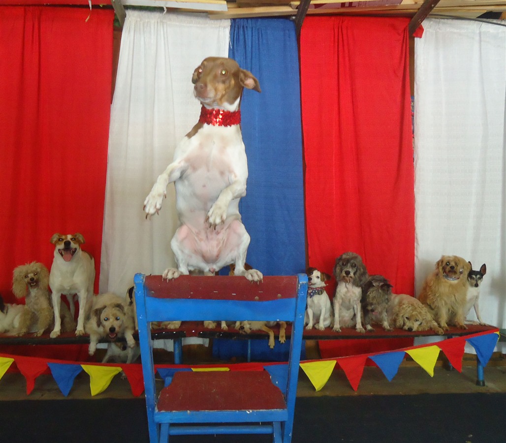 Dog Show