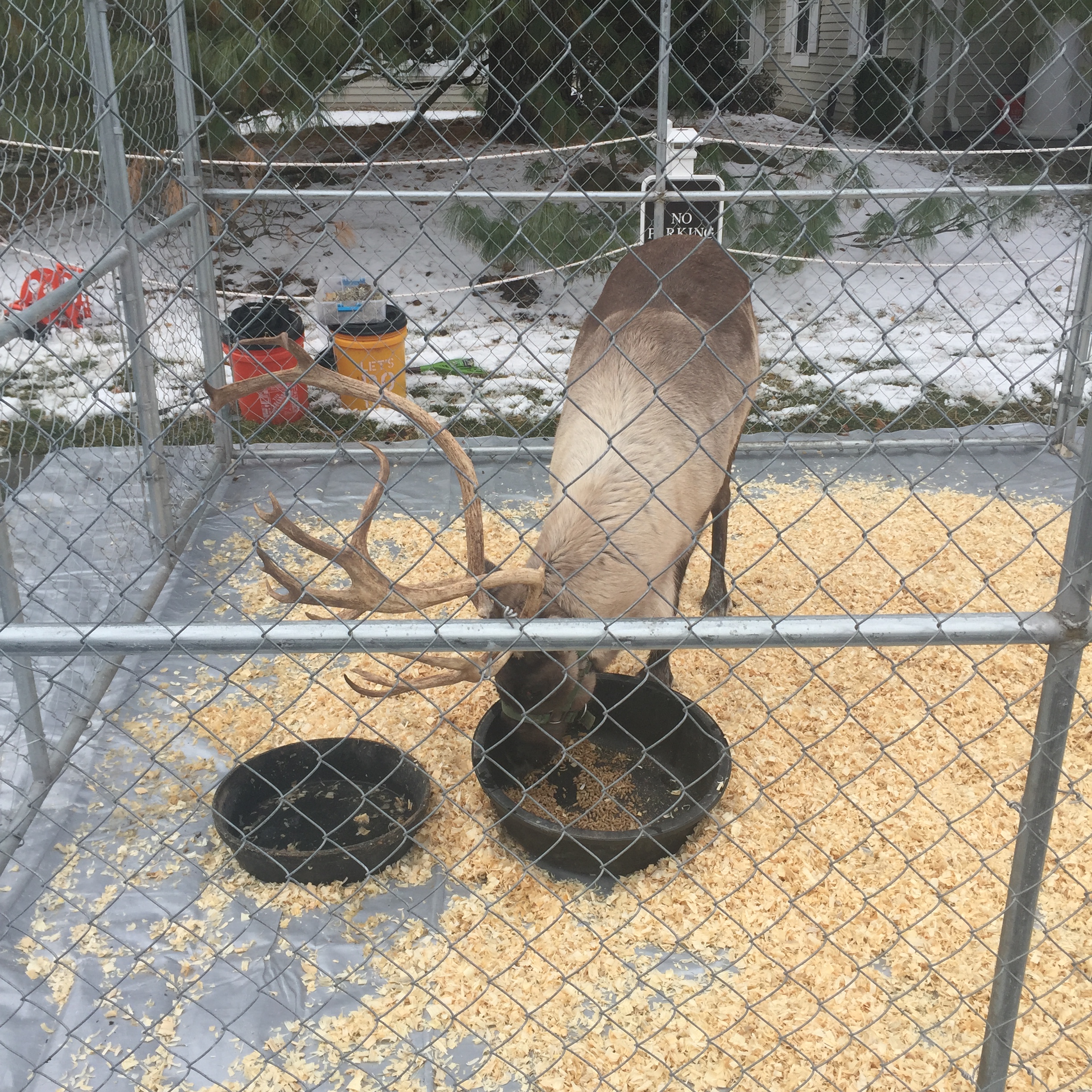 Live Reindeer