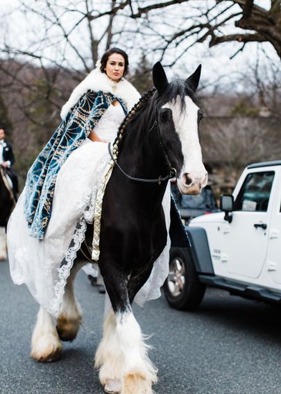 Clydesdale horse