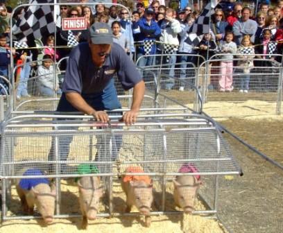 Pig Racing