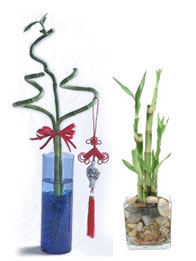 Lucky Bamboo