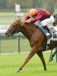 Video Horseracing