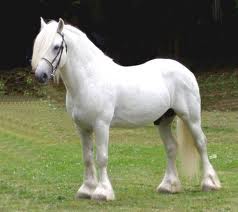 Clydesdale Horses